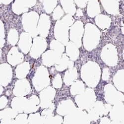 EMR1 Antibody, Novus Biologicals:Antibodies:Primary Antibodies